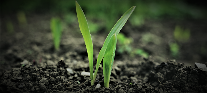 Institute of Soil Science Trains Farmers on Soil Resources Management