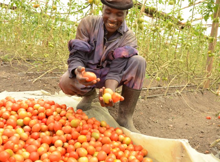 HIN Facilitates Access to Finance for Smallholder Farmers in Lagos