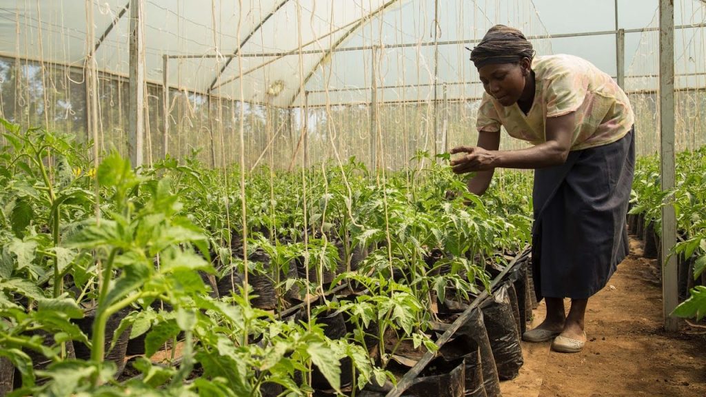 How LINKS Programme is Helping Nigerian Farmers Address Climate Issues