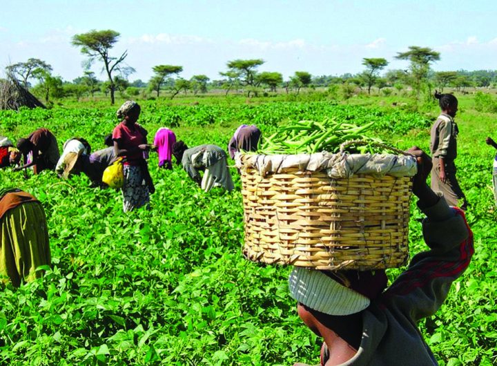 Heifer International Set to Empower 125,000 Smallholder Farmers