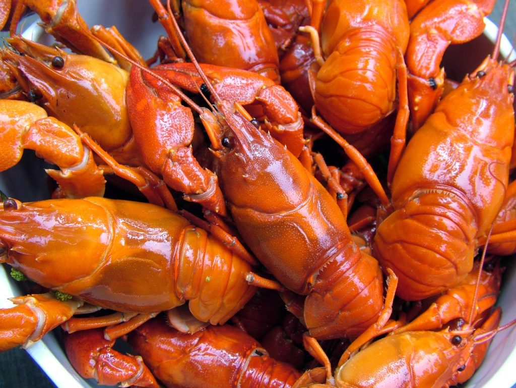 Crayfish could transfer ionic lithium from their environment into food– Study hints