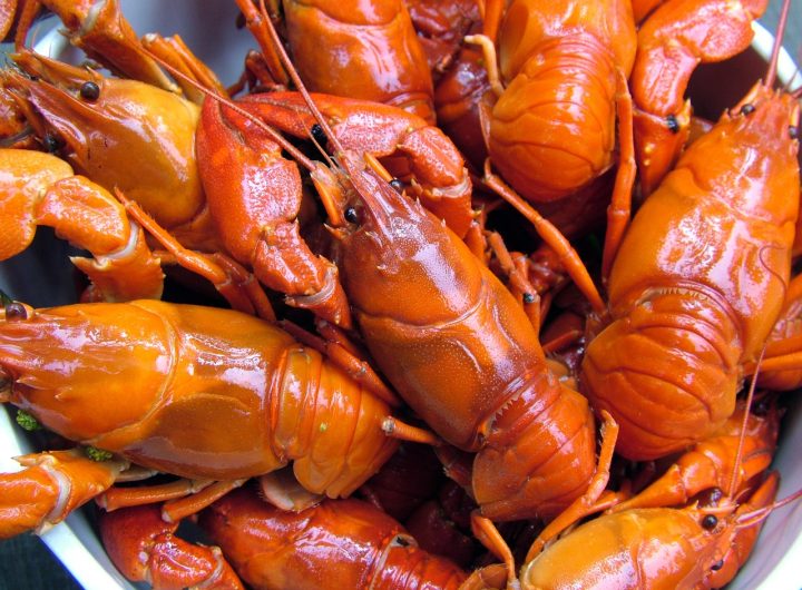 Crayfish could transfer ionic lithium from their environment into food– Study hints