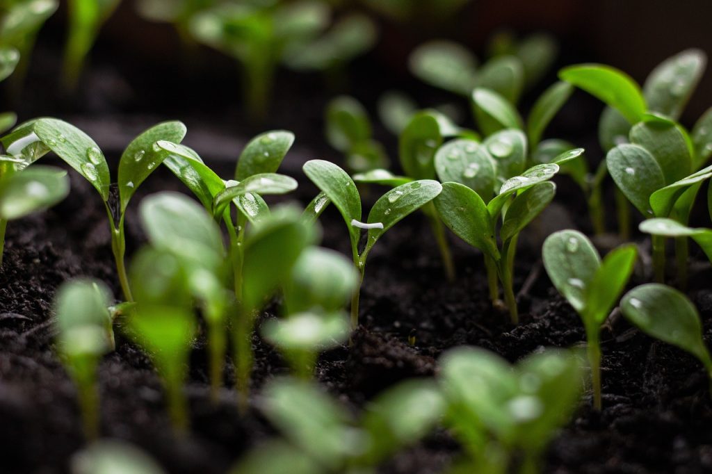 CBN donates over 2 million bags of fertiliser to farmers