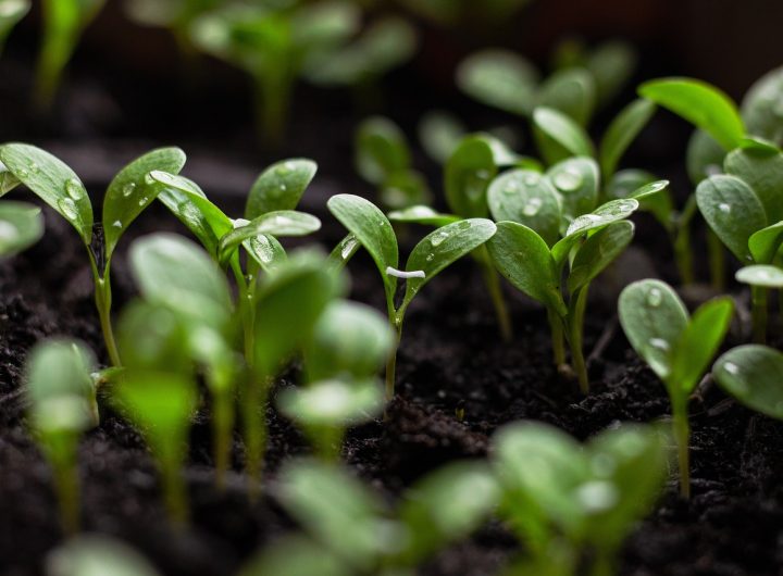 CBN donates over 2 million bags of fertiliser to farmers