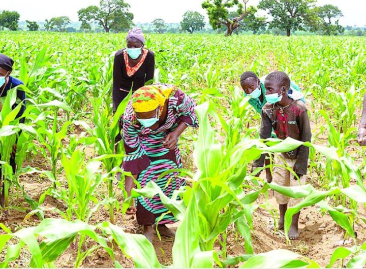 Group calls on FG to subsidise farming implements for farmers