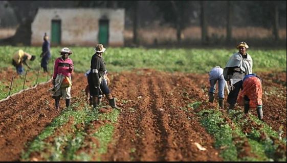 AFAN Urges Early Distribution Of Inputs For Wet Season Farming