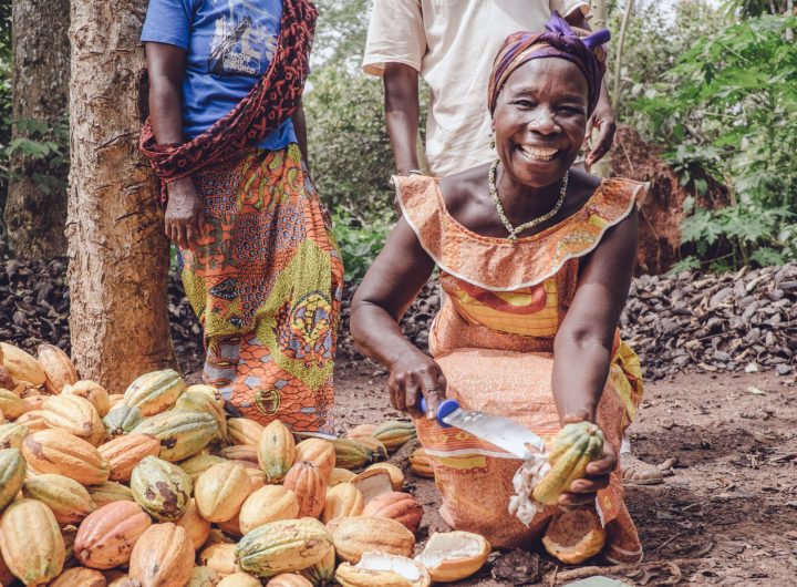 EXCELLENT! Report Shows Yields and Incomes of Cocoa-Farming Families Engaged in Nestlé's Program are Improving.