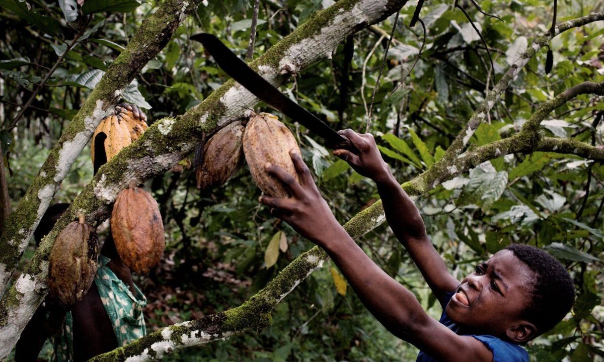 Child taking down cocoa pod
