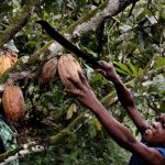 Child taking down cocoa pod