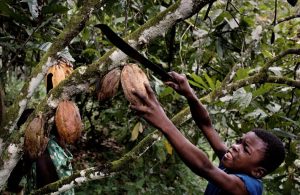 Child taking down cocoa pod