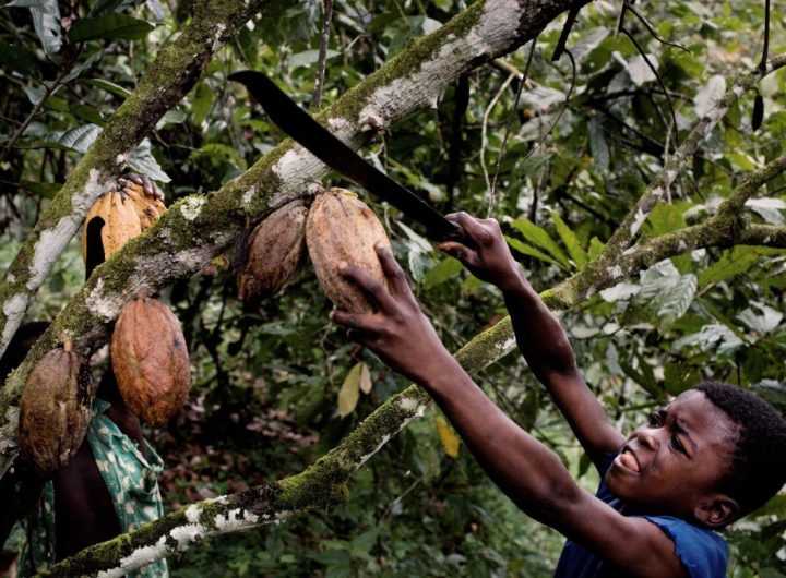 Cocoa Farmers Protest the Sale of their Farmland in Ondo