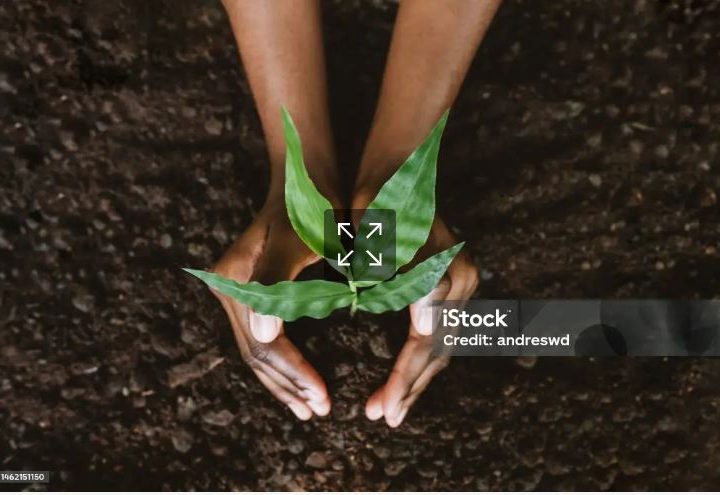Polaris Bank's Tree Planting Initiative Model for CSR and Sustainable Development in Nigeria