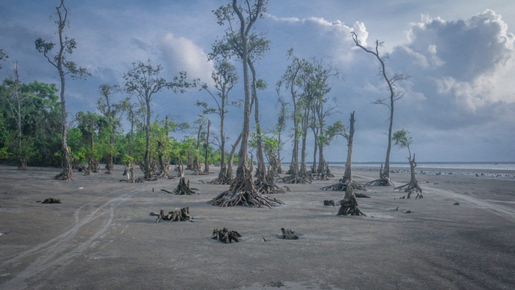 Niger Delta's Environmental Crisis Prompts Major Mangrove Restoration Initiative