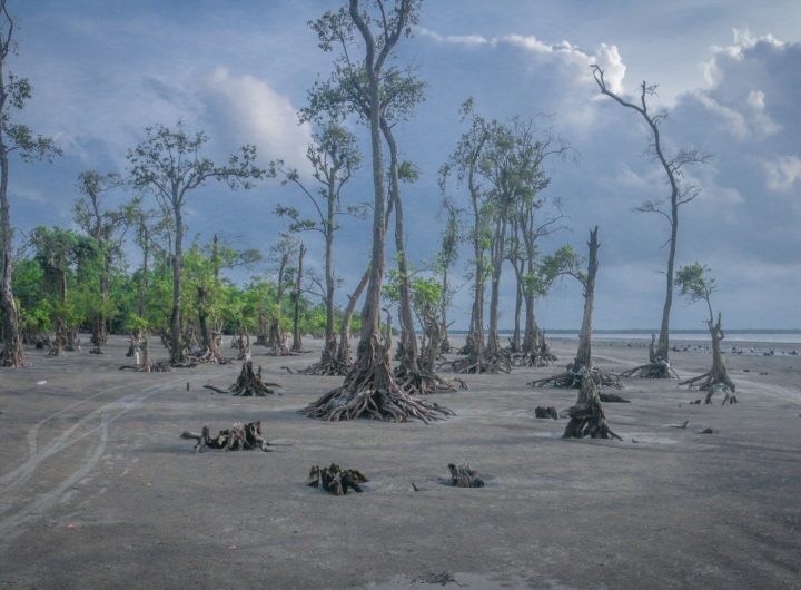 Niger Delta's Environmental Crisis Prompts Major Mangrove Restoration Initiative