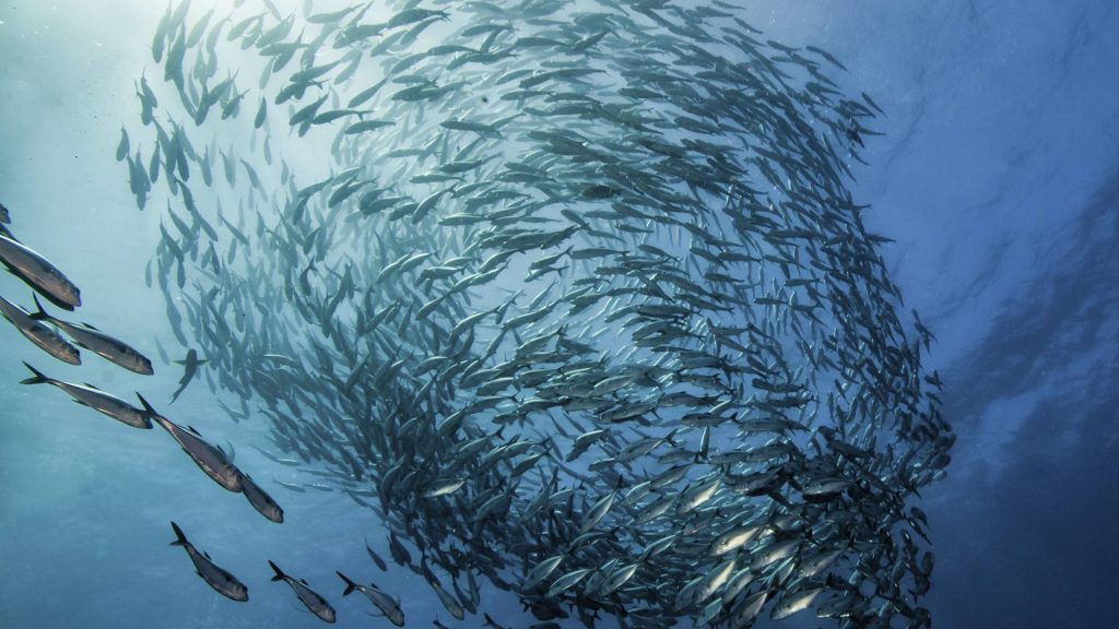 Ocean Experts Redefine Sustainable Fishing: 11 Golden Rules to Protect Marine Life and Ensure Food Security