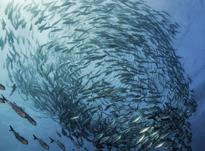 Ocean Experts Redefine Sustainable Fishing: 11 Golden Rules to Protect Marine Life and Ensure Food Security