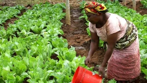 African Agriculture Ministers Rally for a Decade of Food Security and Climate Resilience at Kampala Summit