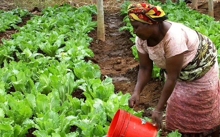 African Agriculture Ministers Rally for a Decade of Food Security and Climate Resilience at Kampala Summit