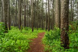 Forests - A Cornerstone for Economic Growth, Environmental Stability, and National Security