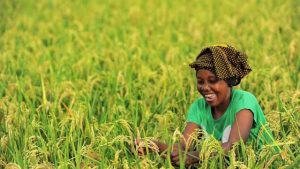 NWAPDI to Distribute 250,000 Smartphones to Empower Female Farmers in Nigeria