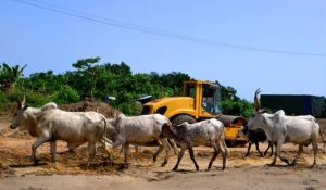 A farm with 5 cows and a tractor