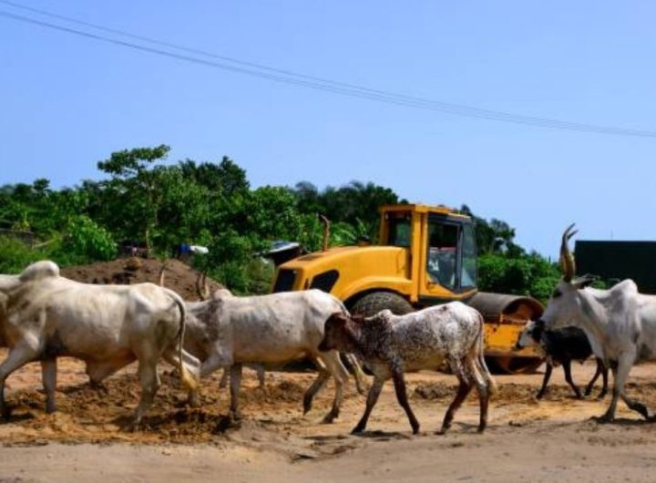 A farm with 5 cows and a tractor