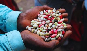 Hand holding grains