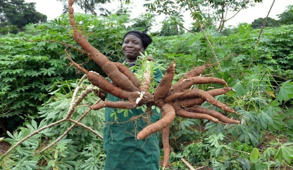 A Nigerian female farmer holding cassava in a farm