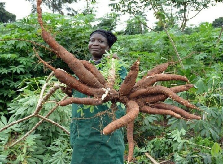 A Nigerian female farmer holding cassava in a farm