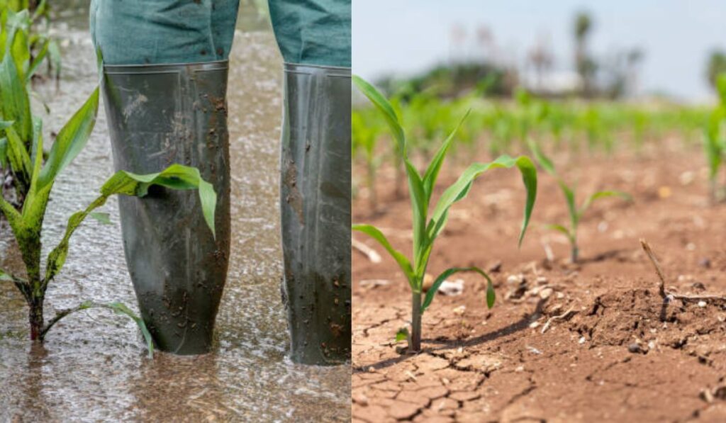 Photo grid of a flooded farmland and a dry farmland depicting climate change