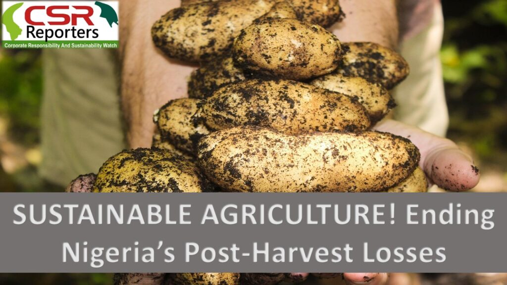 SUSTAINABLE AGRICULTURE! Ending Nigeria’s Post-Harvest Losses
