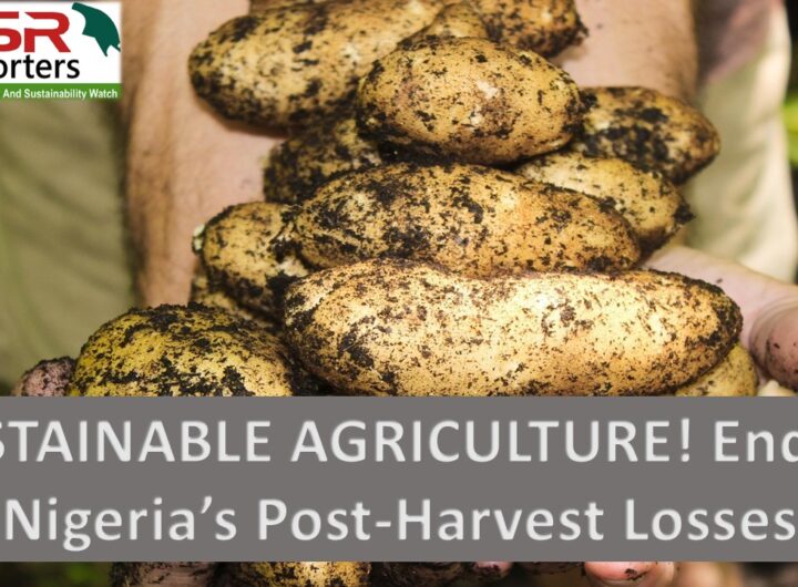 SUSTAINABLE AGRICULTURE! Ending Nigeria’s Post-Harvest Losses