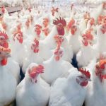 WhatsApp Image 2026-04-08 at 11.05.07 AM