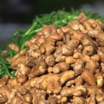 From Gold to Zero: The Collapse of Nigeria's Ginger Industry and the Questions Nobody Wants to Answer