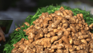 From Gold to Zero: The Collapse of Nigeria's Ginger Industry and the Questions Nobody Wants to Answer