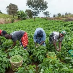 farmers-1