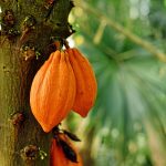 Orange cocoa pods with beans hanging on 'Theobroma Cacao' Cacao tree