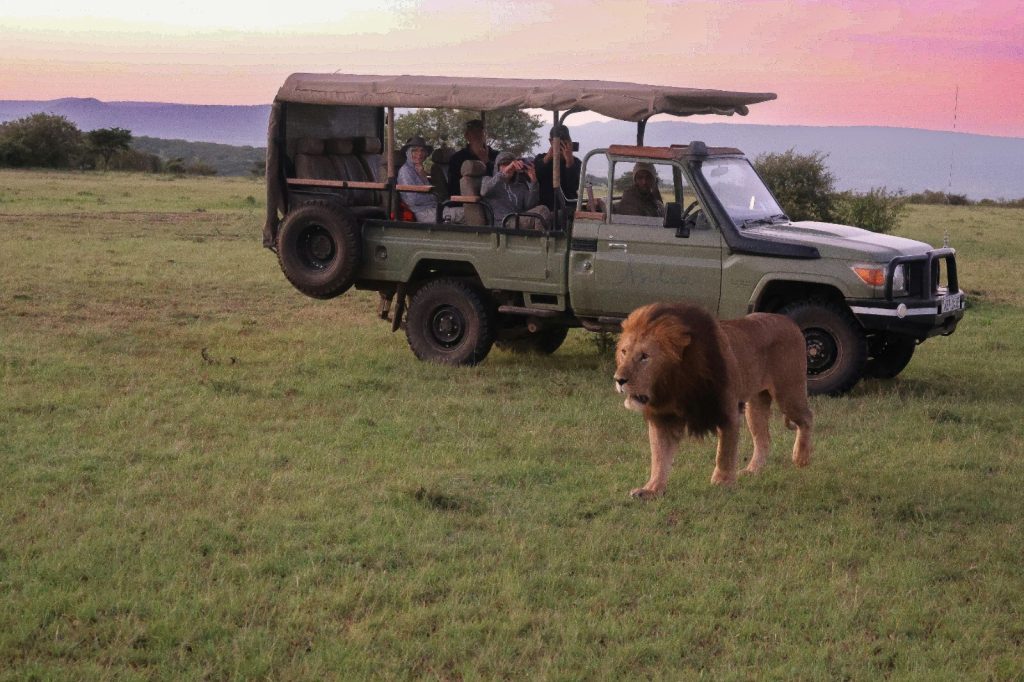 Kenya Safari with Lion and Tourists