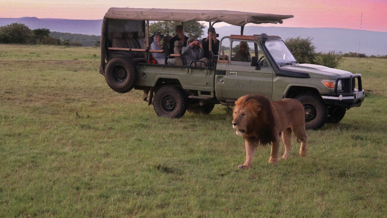 Kenya Safari with Lion and Tourists