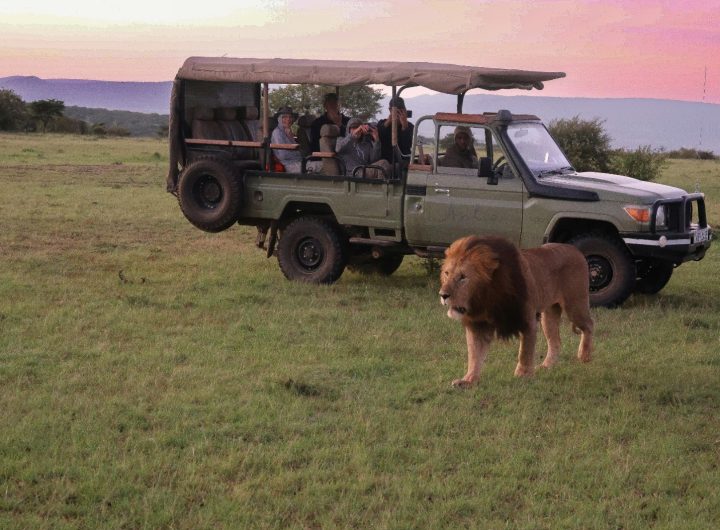 Kenya Safari with Lion and Tourists