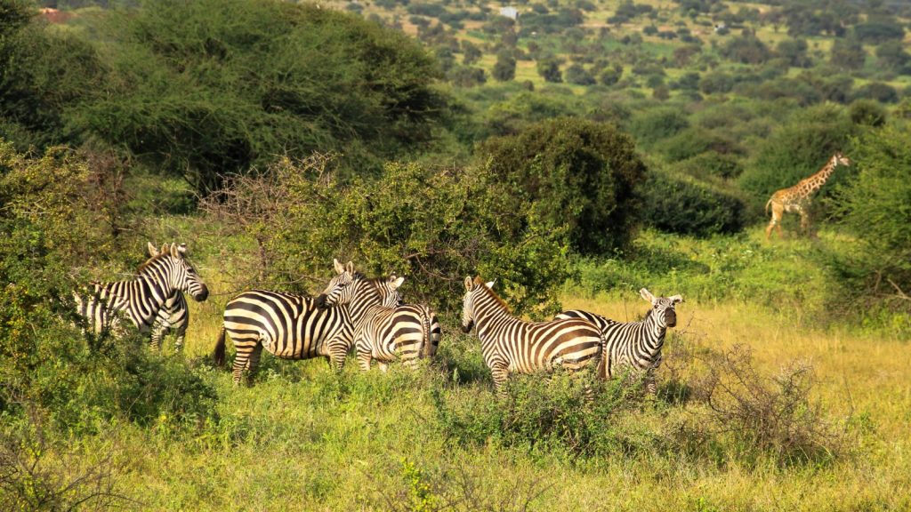 Zebras and a giraffe in Kenyan Forest
