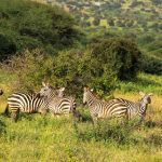 Zebras and a giraffe in Kenyan Forest
