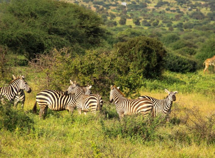 Zebras and a giraffe in Kenyan Forest