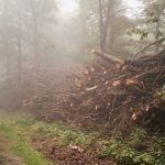 Deforestation is Happening Across Nigeria at An Alarming Rate