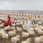 TANZANIA POULTRY