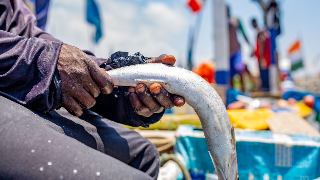 Person holding fish
