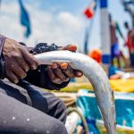Person holding fish