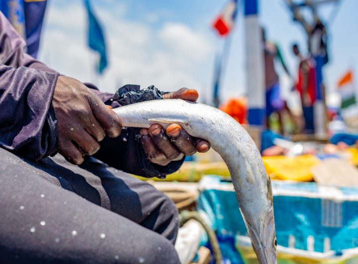 Person holding fish