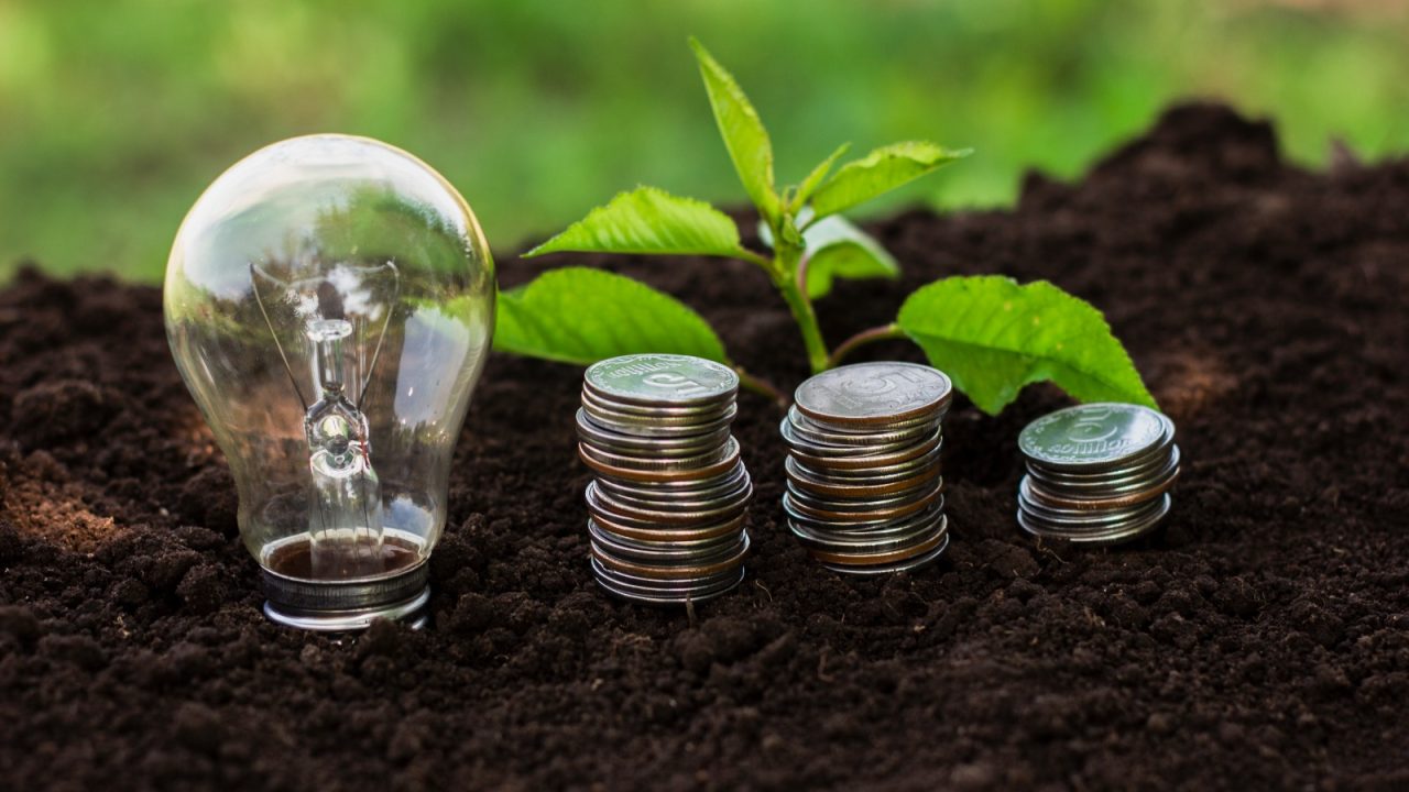 Soil, plant and coins