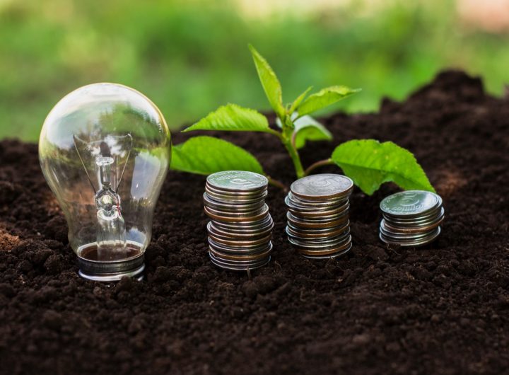 Soil, plant and coins